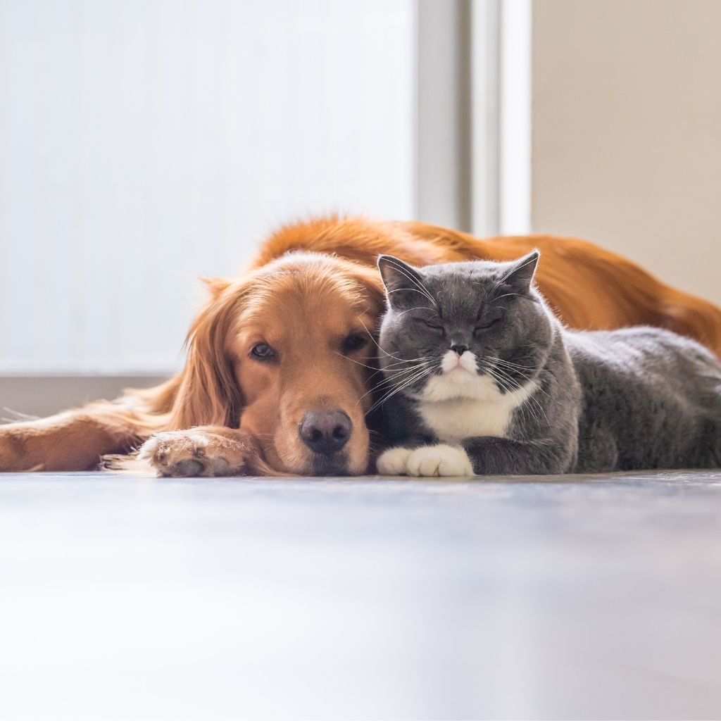 Pet Care